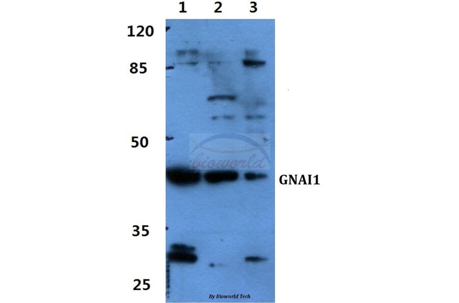 Anti-GNAI1 Antibody from Bioworld Technology (BS60415) - Antibodies.com