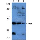 Anti-GNAI1 Antibody from Bioworld Technology (BS60415) - Antibodies.com