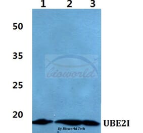 Anti-UBE2I Antibody from Bioworld Technology (BS60416) - Antibodies.com