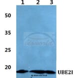 Anti-UBE2I Antibody from Bioworld Technology (BS60416) - Antibodies.com
