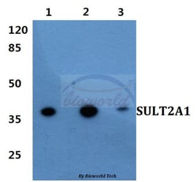 Anti-SULT2A1 Antibody from Bioworld Technology (BS60417) - Antibodies.com