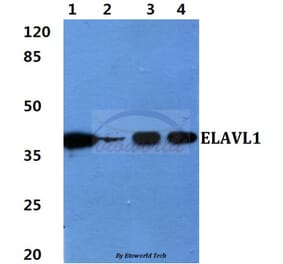 Anti-ELAVL1 Antibody from Bioworld Technology (BS60419) - Antibodies.com