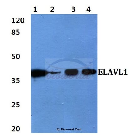 Anti-ELAVL1 Antibody from Bioworld Technology (BS60419) - Antibodies.com