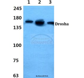Anti-Drosha Antibody from Bioworld Technology (BS60422) - Antibodies.com