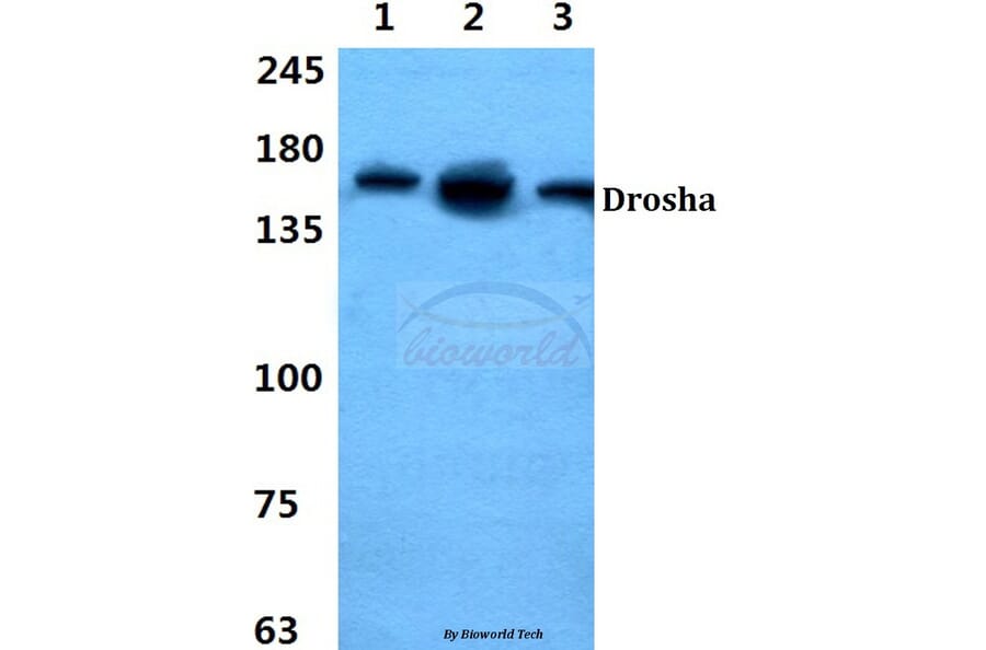 Anti-Drosha Antibody from Bioworld Technology (BS60422) - Antibodies.com