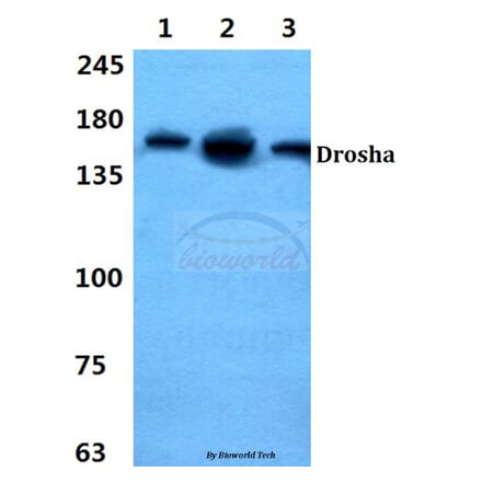 Anti-Drosha Antibody from Bioworld Technology (BS60422) - Antibodies.com