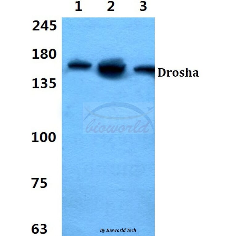 Anti-Drosha Antibody from Bioworld Technology (BS60422) - Antibodies.com