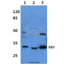 Anti-EB3 Antibody from Bioworld Technology (BS60423) - Antibodies.com