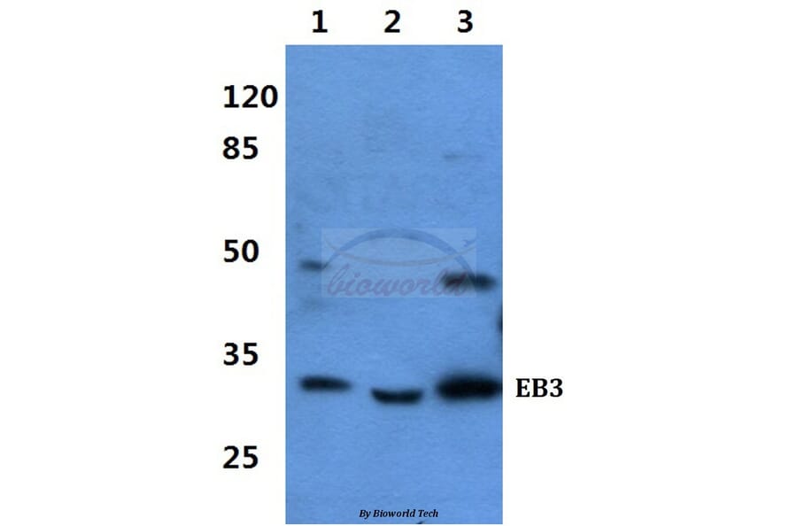 Anti-EB3 Antibody from Bioworld Technology (BS60423) - Antibodies.com