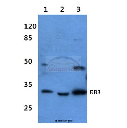 Anti-EB3 Antibody from Bioworld Technology (BS60423) - Antibodies.com