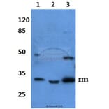 Anti-EB3 Antibody from Bioworld Technology (BS60423) - Antibodies.com