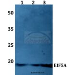 Anti-EIF5A Antibody from Bioworld Technology (BS60424) - Antibodies.com