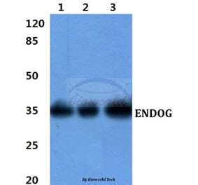 Anti-ENDOG Antibody from Bioworld Technology (BS60425) - Antibodies.com