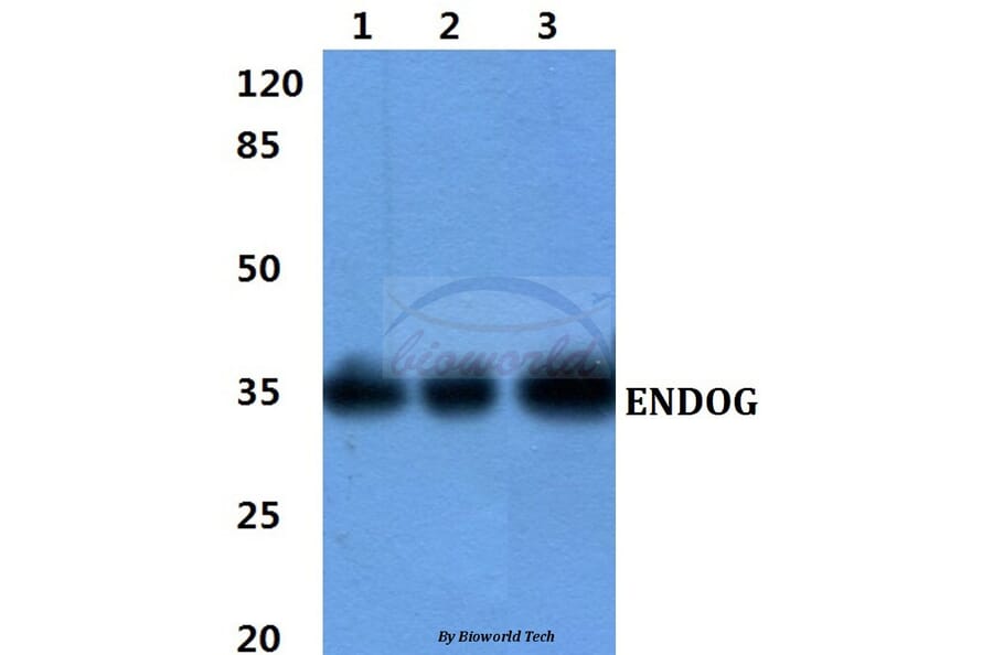 Anti-ENDOG Antibody from Bioworld Technology (BS60425) - Antibodies.com
