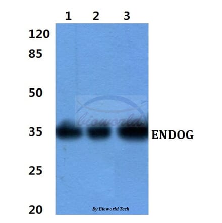 Anti-ENDOG Antibody from Bioworld Technology (BS60425) - Antibodies.com