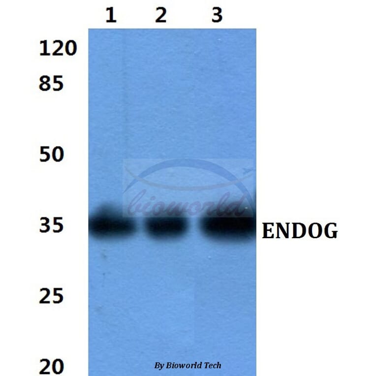 Anti-ENDOG Antibody from Bioworld Technology (BS60425) - Antibodies.com