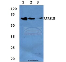 Anti-FARSLB Antibody from Bioworld Technology (BS60426) - Antibodies.com