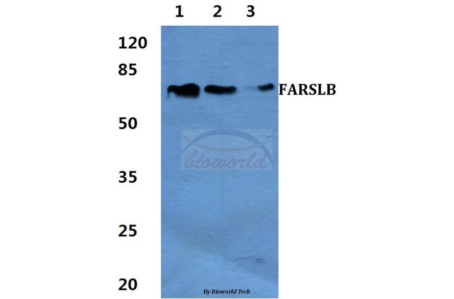 Anti-FARSLB Antibody from Bioworld Technology (BS60426) - Antibodies.com