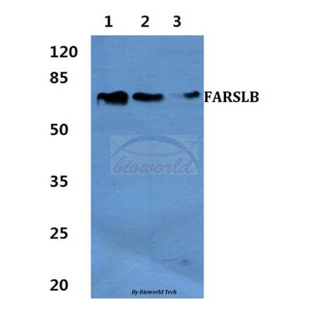 Anti-FARSLB Antibody from Bioworld Technology (BS60426) - Antibodies.com