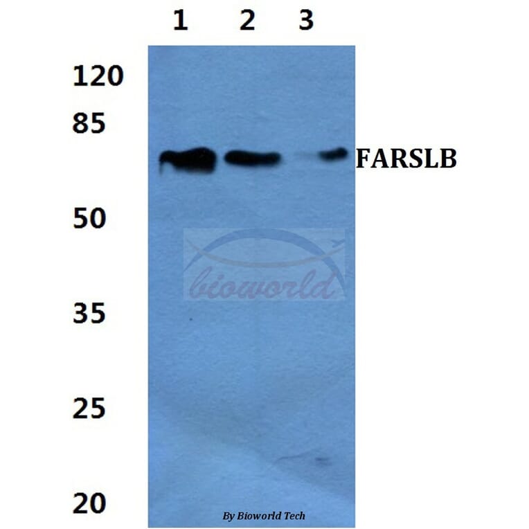 Anti-FARSLB Antibody from Bioworld Technology (BS60426) - Antibodies.com