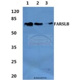 Anti-FARSLB Antibody from Bioworld Technology (BS60426) - Antibodies.com