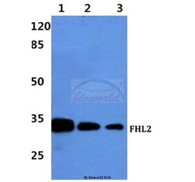 Anti-FHL2 Antibody from Bioworld Technology (BS60427) - Antibodies.com
