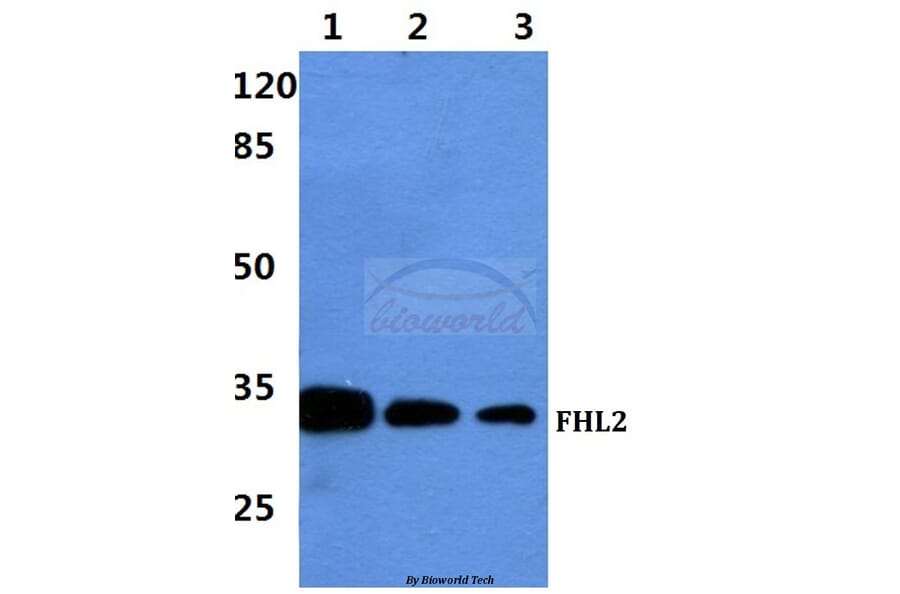 Anti-FHL2 Antibody from Bioworld Technology (BS60427) - Antibodies.com