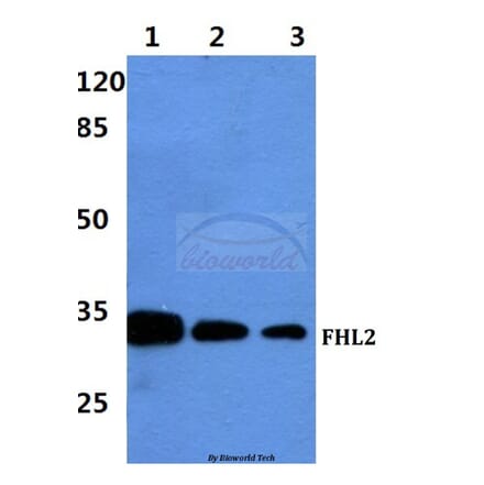 Anti-FHL2 Antibody from Bioworld Technology (BS60427) - Antibodies.com