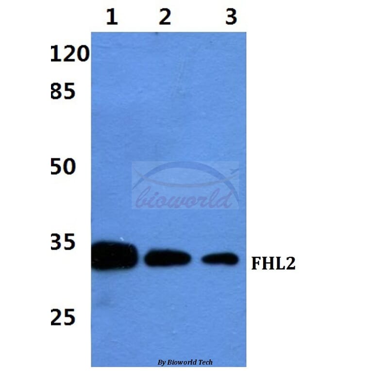 Anti-FHL2 Antibody from Bioworld Technology (BS60427) - Antibodies.com