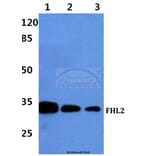 Anti-FHL2 Antibody from Bioworld Technology (BS60427) - Antibodies.com