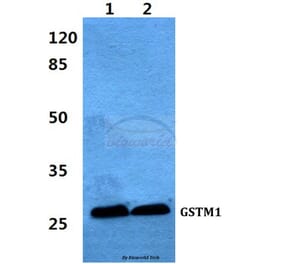 Anti-GSTM1 Antibody from Bioworld Technology (BS60428) - Antibodies.com