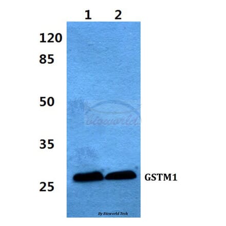 Anti-GSTM1 Antibody from Bioworld Technology (BS60428) - Antibodies.com