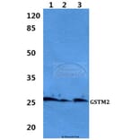 Anti-GSTM2 Antibody from Bioworld Technology (BS60429) - Antibodies.com