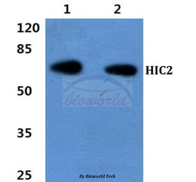 Anti-HIC2 Antibody from Bioworld Technology (BS60430) - Antibodies.com