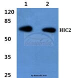 Anti-HIC2 Antibody from Bioworld Technology (BS60430) - Antibodies.com