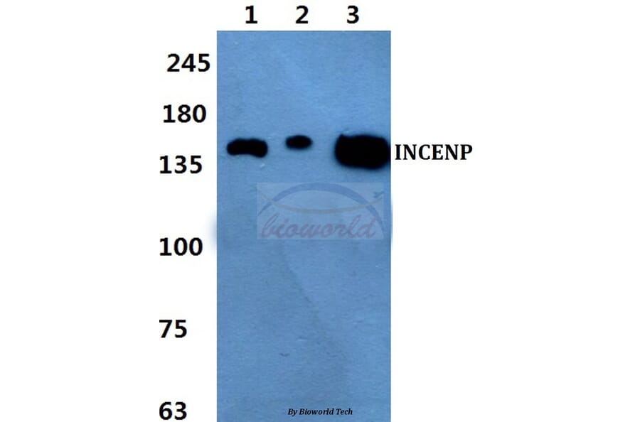 Anti-INCENP Antibody from Bioworld Technology (BS60432) - Antibodies.com
