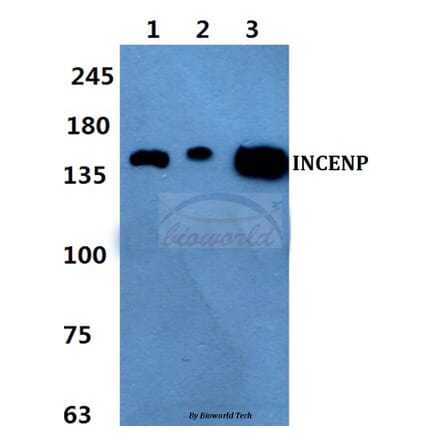 Anti-INCENP Antibody from Bioworld Technology (BS60432) - Antibodies.com