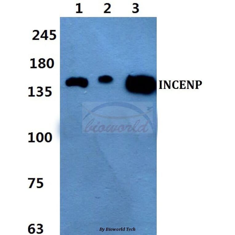 Anti-INCENP Antibody from Bioworld Technology (BS60432) - Antibodies.com