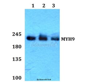 Anti-MYH9 Antibody from Bioworld Technology (BS60434) - Antibodies.com