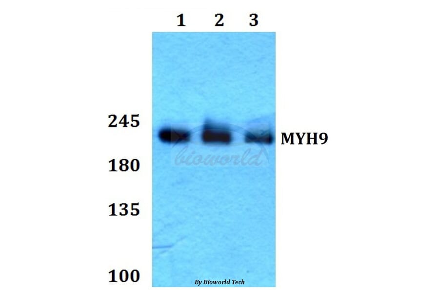 Anti-MYH9 Antibody from Bioworld Technology (BS60434) - Antibodies.com