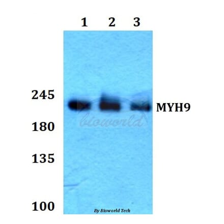 Anti-MYH9 Antibody from Bioworld Technology (BS60434) - Antibodies.com