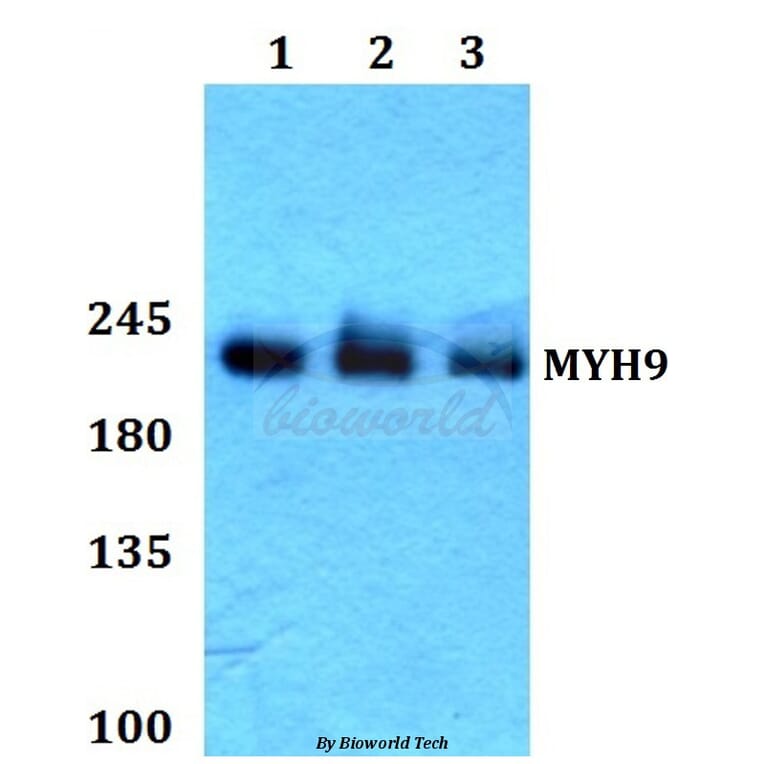 Anti-MYH9 Antibody from Bioworld Technology (BS60434) - Antibodies.com