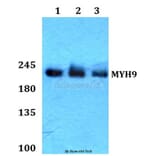 Anti-MYH9 Antibody from Bioworld Technology (BS60434) - Antibodies.com