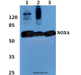 Anti-NOX4 Antibody from Bioworld Technology (BS60435) - Antibodies.com