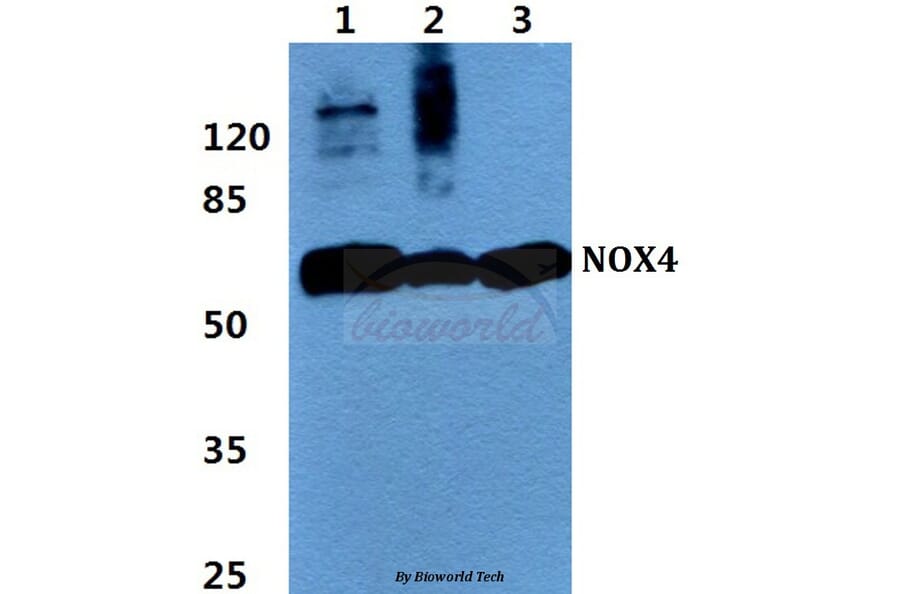 Anti-NOX4 Antibody from Bioworld Technology (BS60435) - Antibodies.com