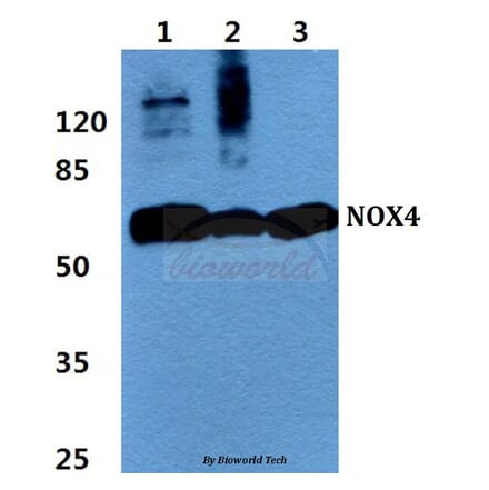 Anti-NOX4 Antibody from Bioworld Technology (BS60435) - Antibodies.com
