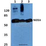 Anti-NOX4 Antibody from Bioworld Technology (BS60435) - Antibodies.com