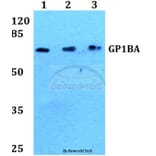 Anti-GP1BA Antibody from Bioworld Technology (BS60436) - Antibodies.com