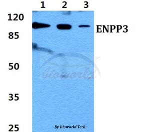 Anti-ENPP3 Antibody from Bioworld Technology (BS60438) - Antibodies.com