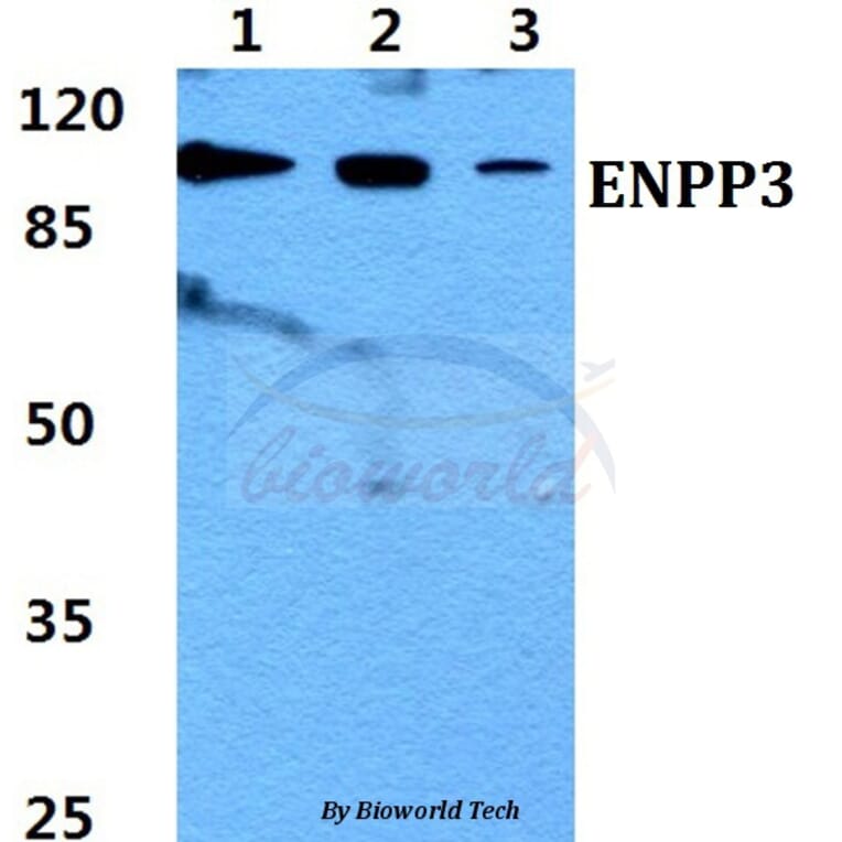 Anti-ENPP3 Antibody from Bioworld Technology (BS60438) - Antibodies.com